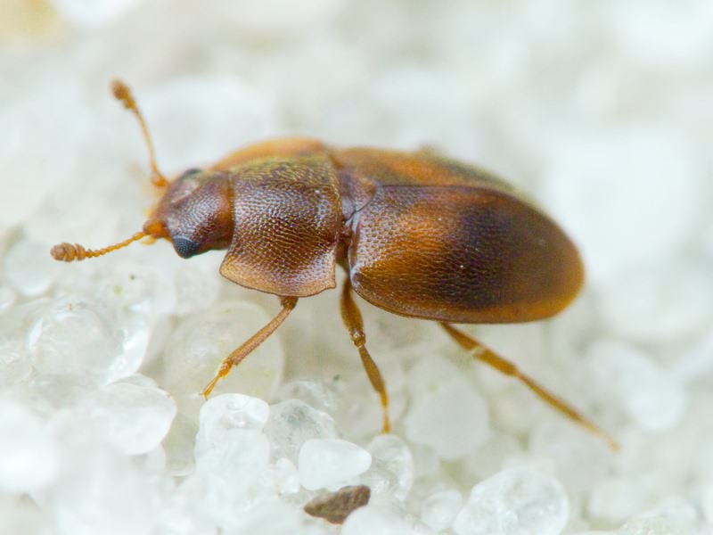 Nitidulidae Latreille, 1802